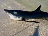 shark on the beach