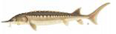 sturgeon